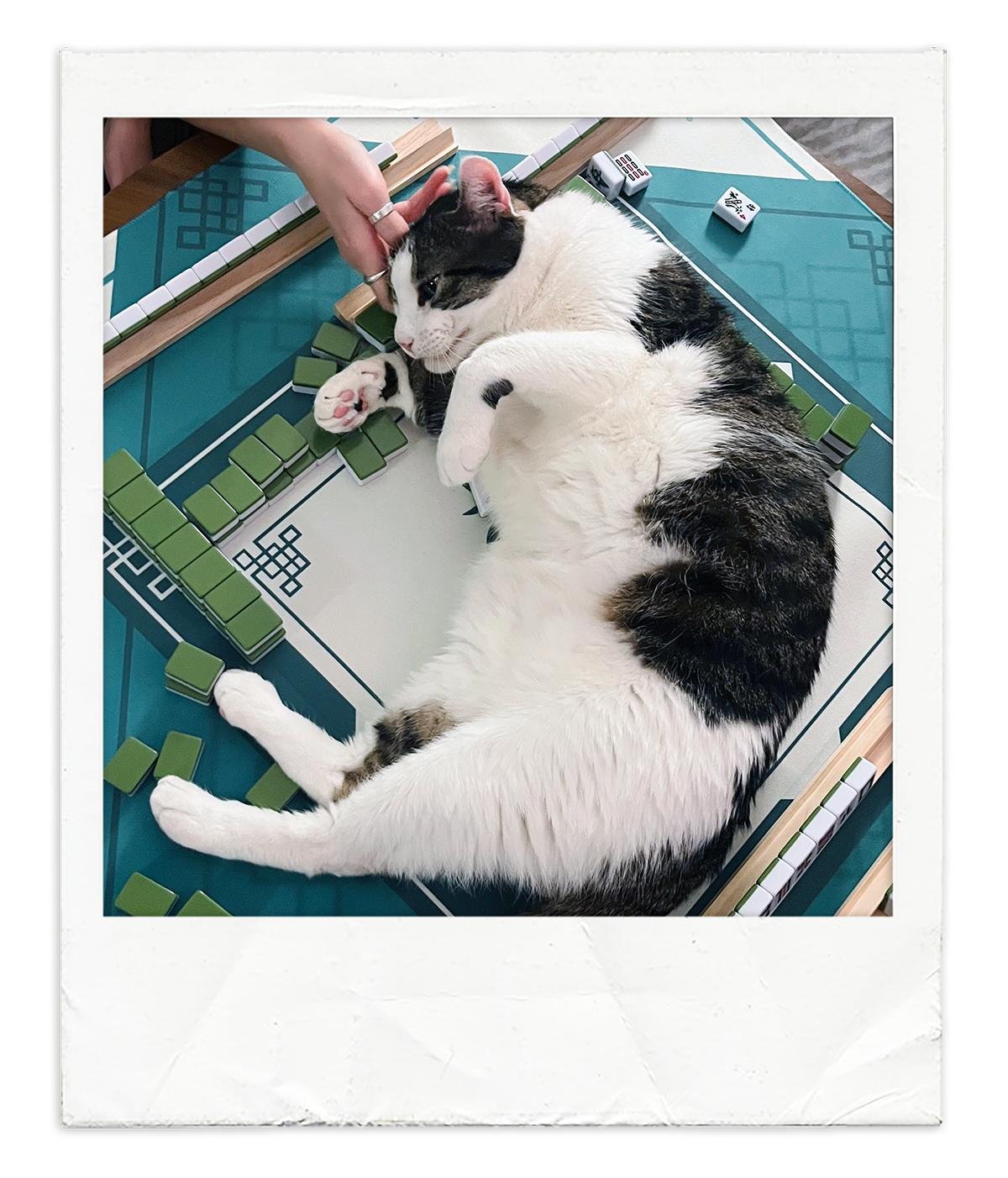Polaroid 03@0.5x